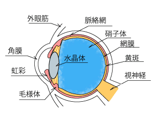 図解-眼球の構造
